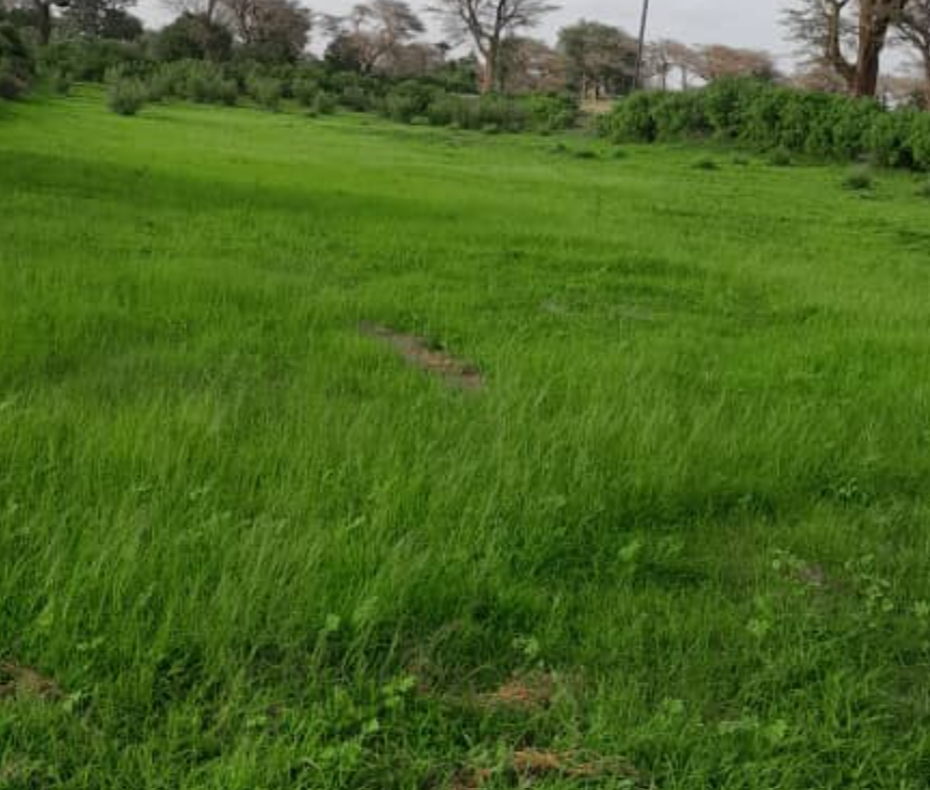 Vente Terrain THIES SENEGAL  