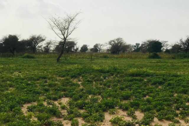 Vente Terrain TOUBA TOUL SENEGAL  