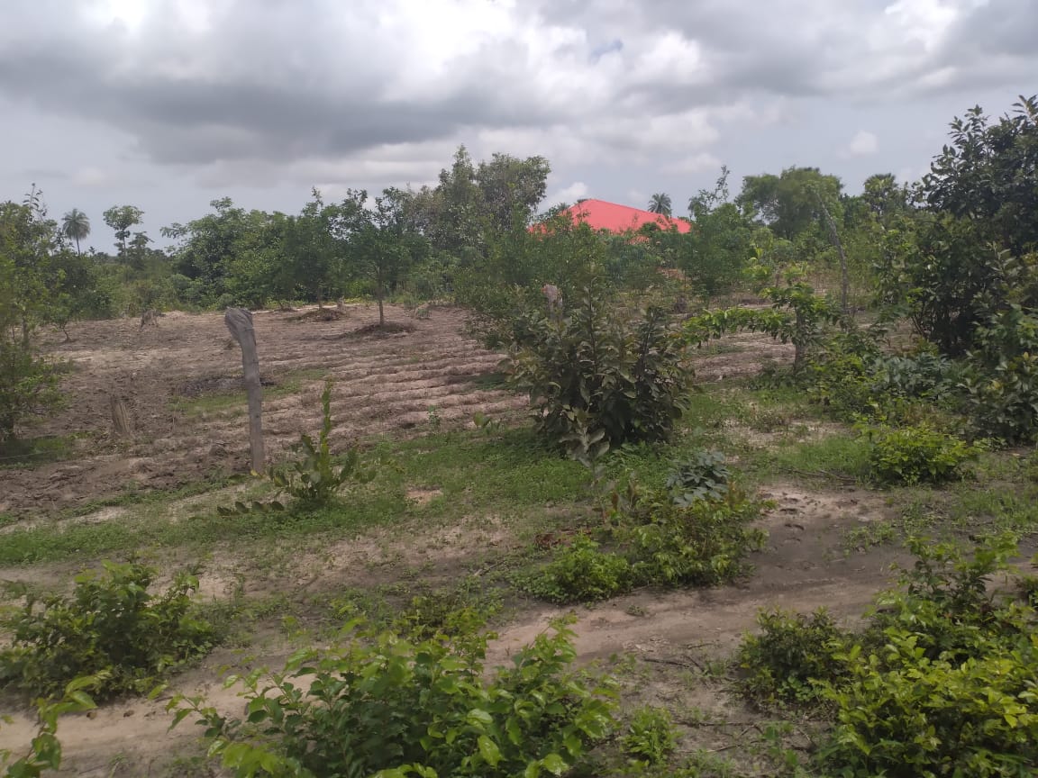 Vente Terrain ZIGUINCHOR SENEGAL  