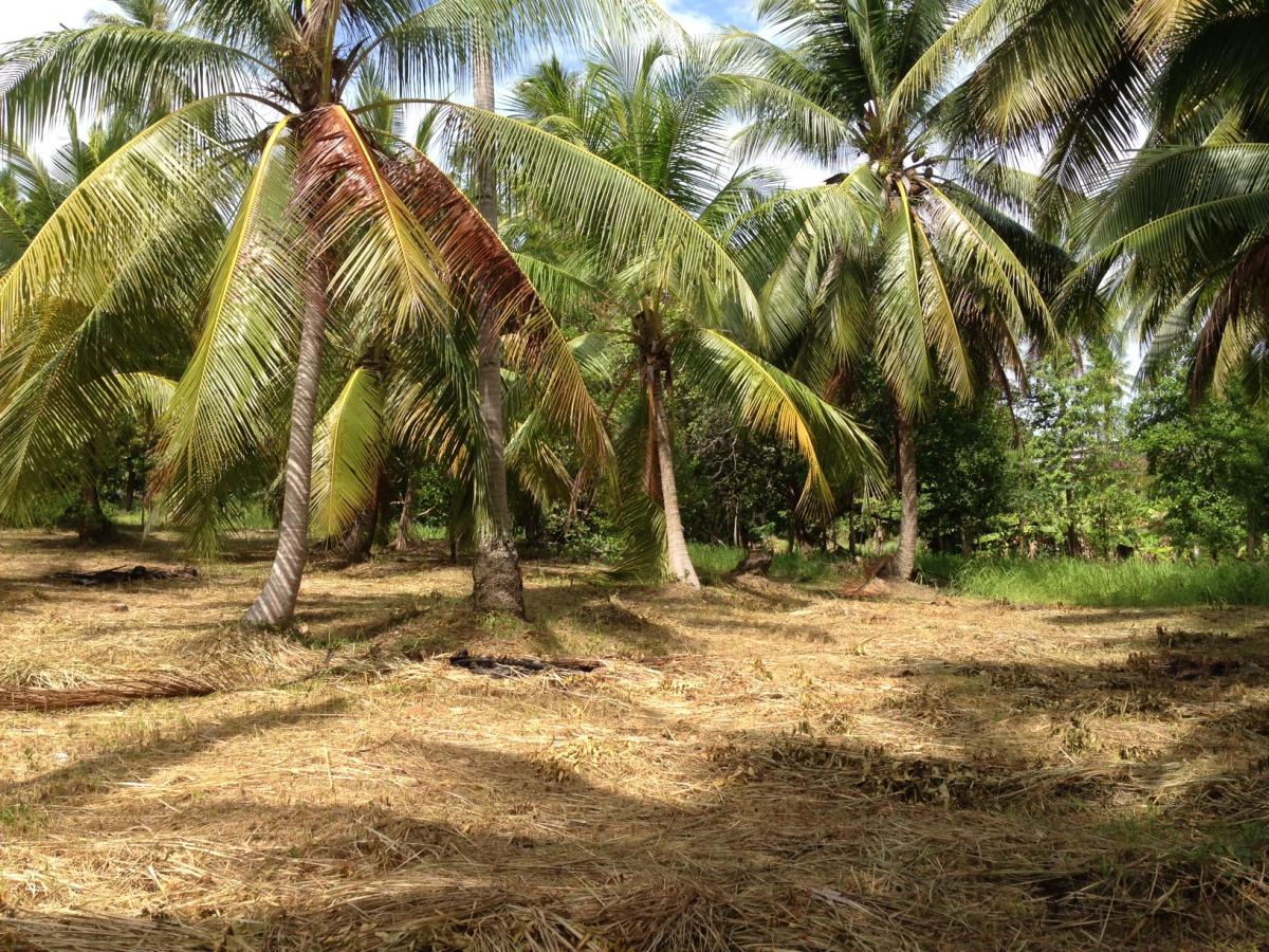 Vente Terrain CHALOK BAN KAO - KOH PHANGAN THAILANDE  