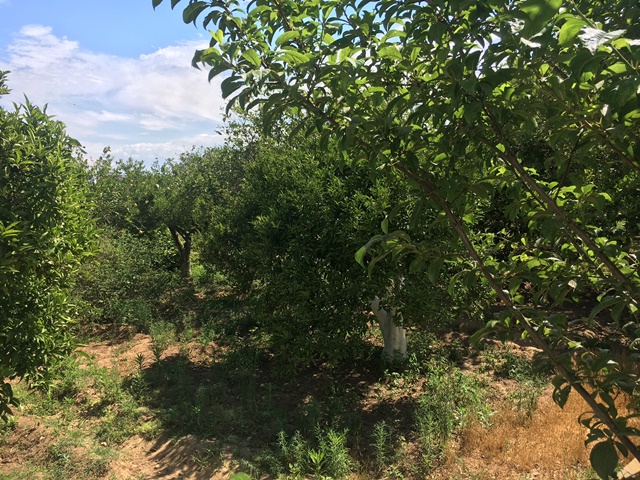 Vente&nbsp;Terrain&nbsp;BIR BOUREGBA&nbsp;TUNISIE&nbsp;&nbsp;