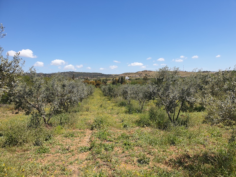 Vente Terrain BIRBOUREGBA TUNISIE  