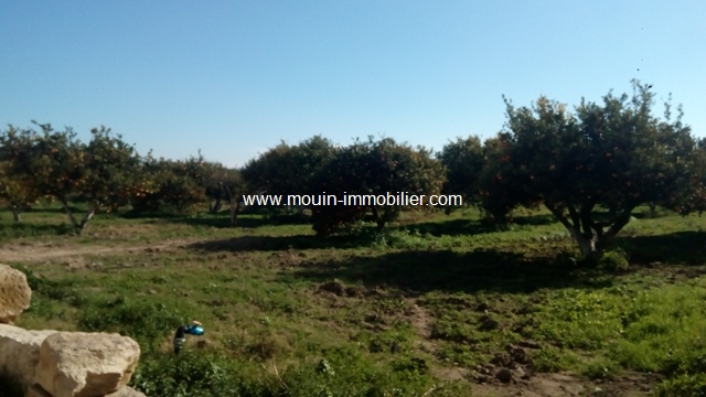 Vente&nbsp;Terrain&nbsp;BOUARGOUB NABEUL&nbsp;TUNISIE&nbsp;&nbsp;