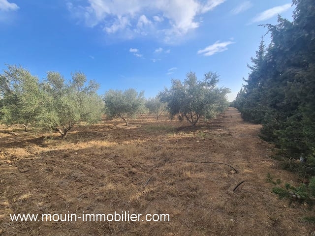 Vente&nbsp;Terrain&nbsp;BOUFICHA&nbsp;TUNISIE&nbsp;&nbsp;