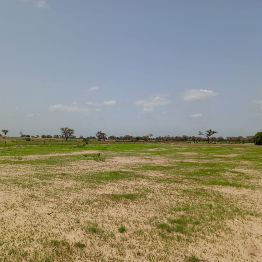 Vente Terrain DJERBA - HACHENE TUNISIE  