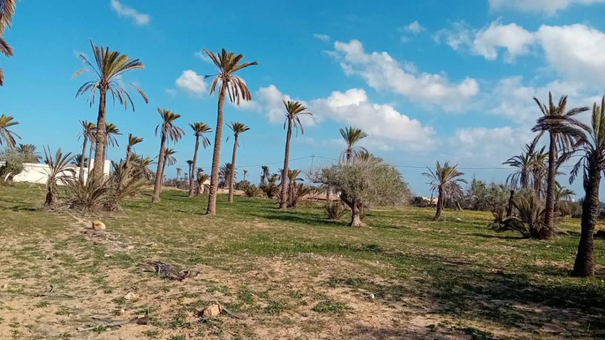 Vente Terrain DJERBA  TUNISIE  