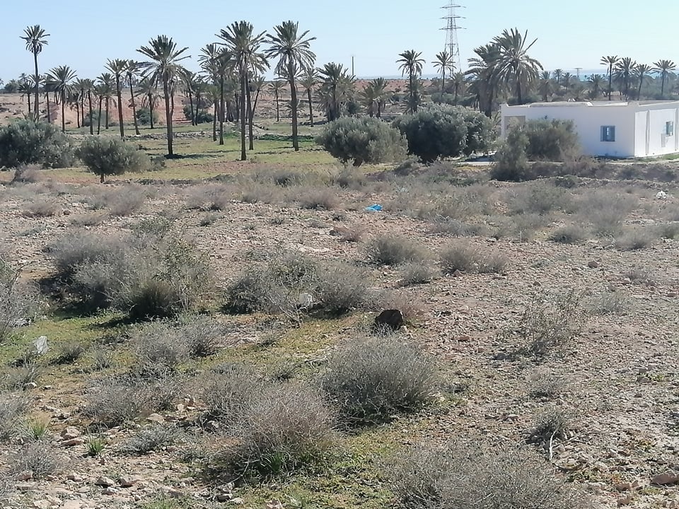 Vente Terrain DJERBA TUNISIE  