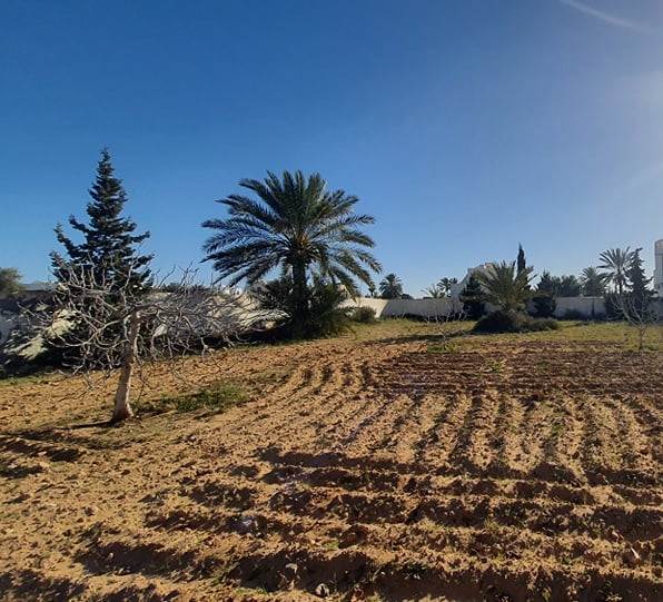 Vente Terrain DJERBA TUNISIE  
