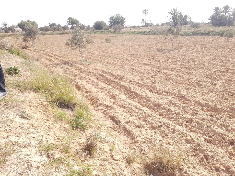 Vente Terrain DJERBA TUNISIE  