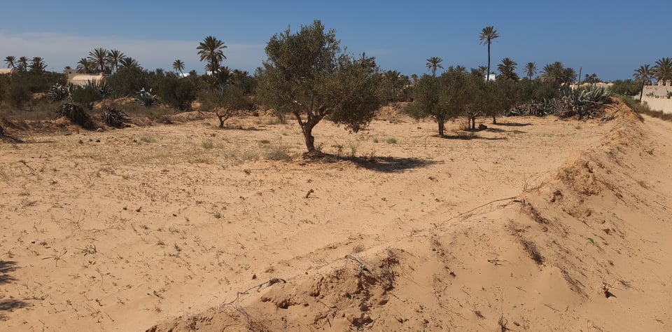 Vente Terrain DJERBA TUNISIE  