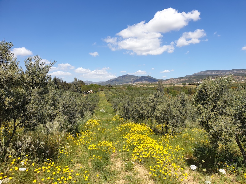 Vente Terrain HAMAMET TUNISIE  