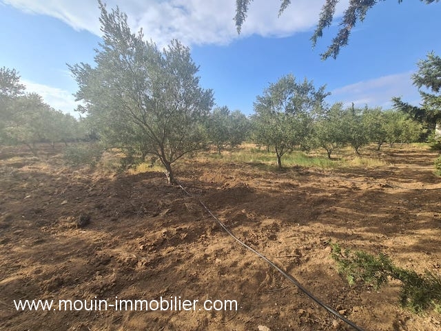 Vente&nbsp;Terrain&nbsp;HAMMAMET &nbsp;TUNISIE&nbsp;&nbsp;