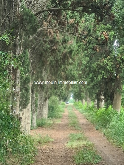 Vente Terrain HAMMAMET TUNISIE  