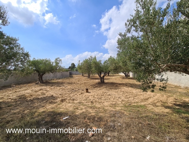Vente Terrain HAMMAMET TUNISIE  