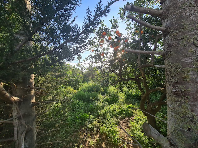 Vente&nbsp;Terrain&nbsp;HAMMAMET&nbsp;TUNISIE&nbsp;&nbsp;