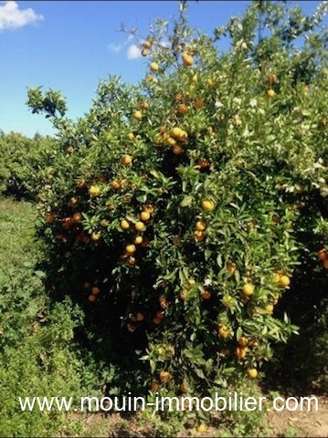 Vente&nbsp;Terrain&nbsp;HAMMAMET&nbsp;TUNISIE&nbsp;&nbsp;
