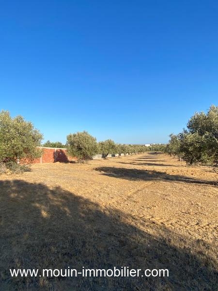 Vente Terrain HAMMAMET TUNISIE  