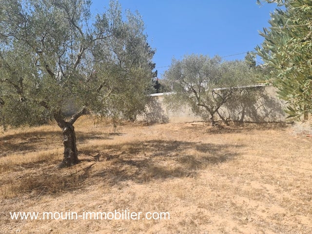 Vente Terrain HAMMAMET TUNISIE  