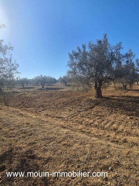 Vente Terrain HAMMAMET TUNISIE  