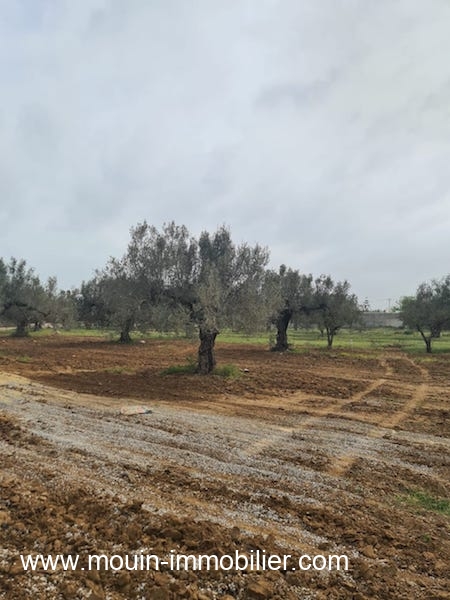 Vente&nbsp;Terrain&nbsp;HAMMAMET&nbsp;TUNISIE&nbsp;&nbsp;
