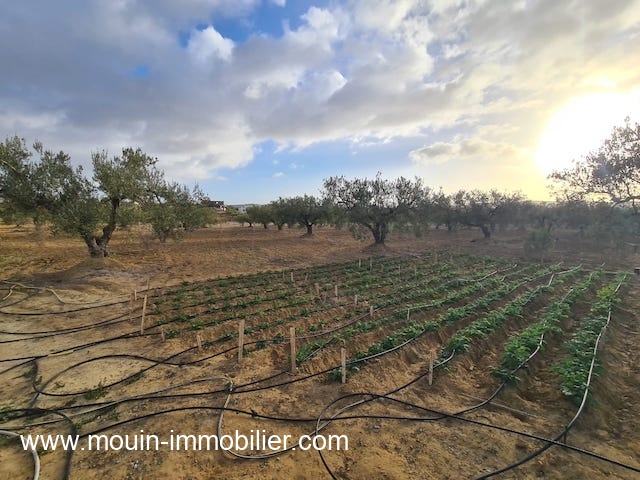 Vente Terrain HAMMAMET TUNISIE  