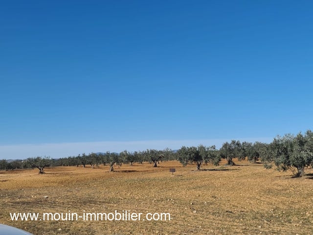 Vente Terrain HAMMAMET TUNISIE  
