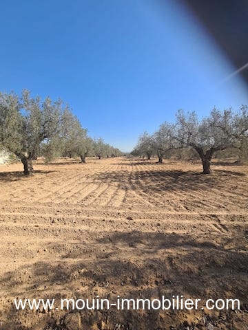 Vente&nbsp;Terrain&nbsp;HAMMAMET&nbsp;TUNISIE&nbsp;&nbsp;