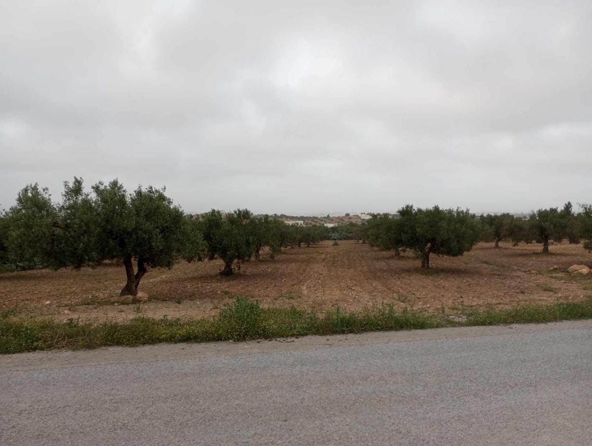 Vente&nbsp;Terrain&nbsp;HAMMAMET&nbsp;TUNISIE&nbsp;&nbsp;