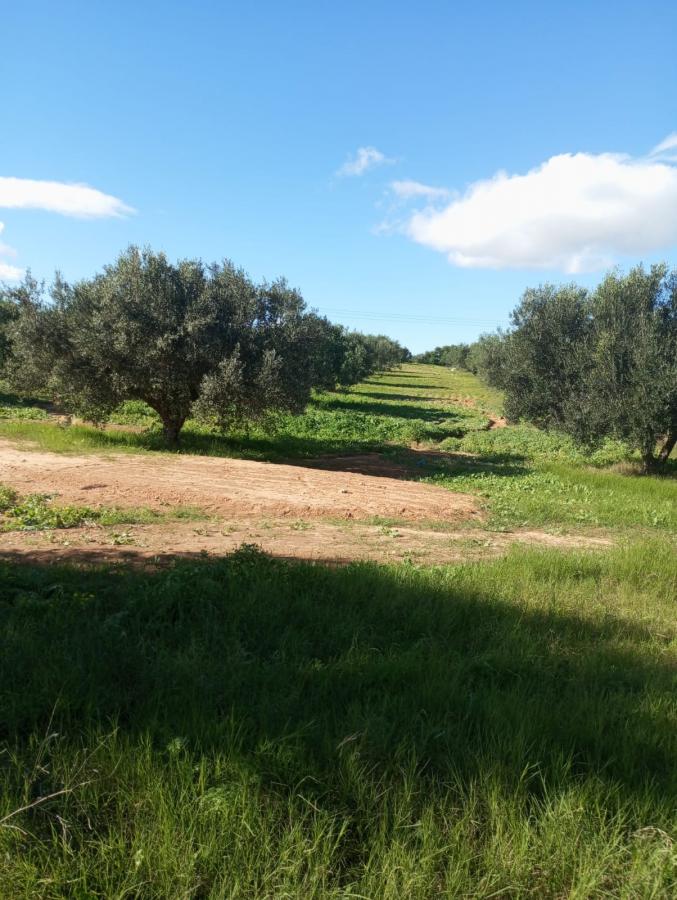 Vente Terrain HAMMAMET TUNISIE  
