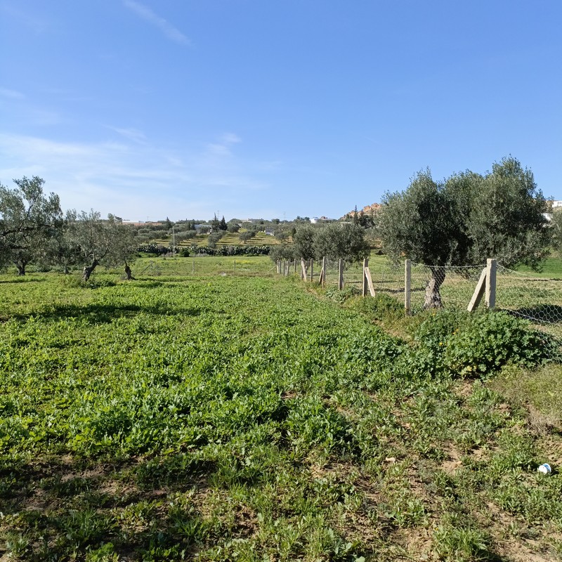 Vente Terrain HAMMAMET TUNISIE  