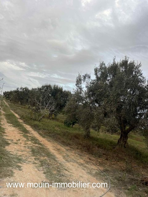 Vente&nbsp;Terrain&nbsp;HAMMAMET&nbsp;TUNISIE&nbsp;&nbsp;