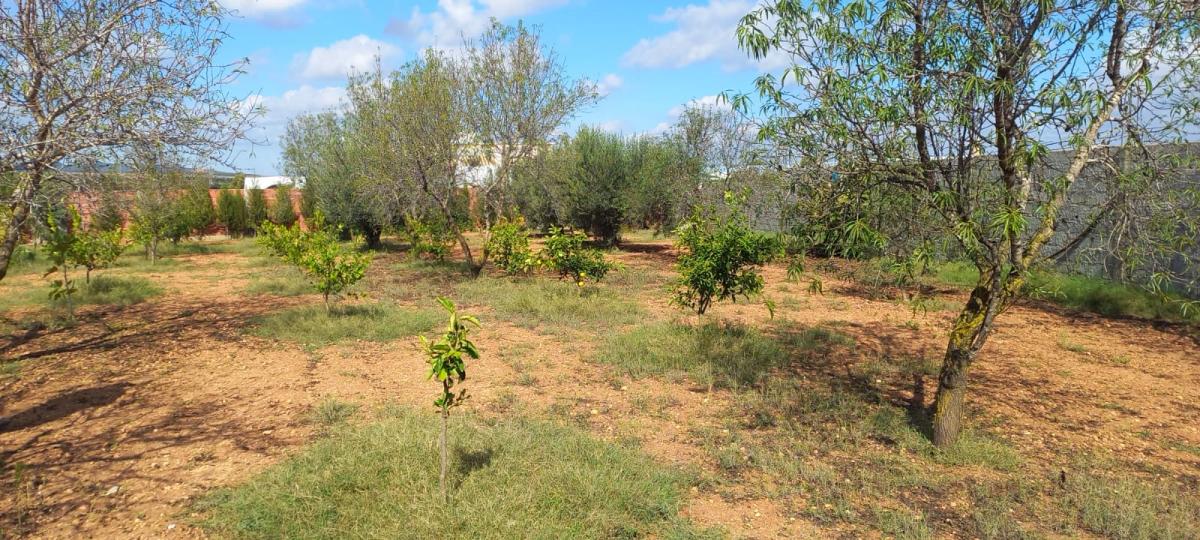 Vente&nbsp;Terrain&nbsp;HAMMAMET&nbsp;TUNISIE&nbsp;&nbsp;