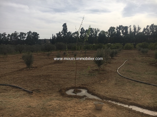 Vente Terrain HAMMAMET BIR BOURAGBA TUNISIE  