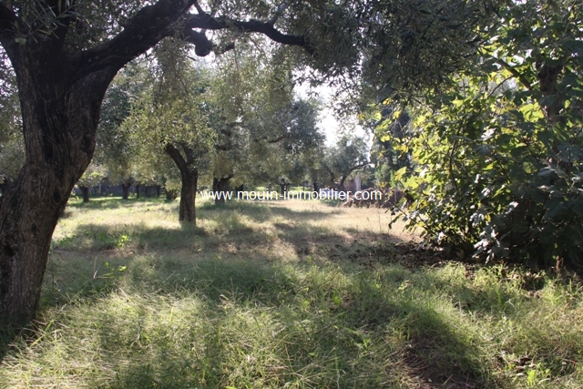 Vente&nbsp;Terrain&nbsp;JINEN BENI KHIAR&nbsp;TUNISIE&nbsp;&nbsp;