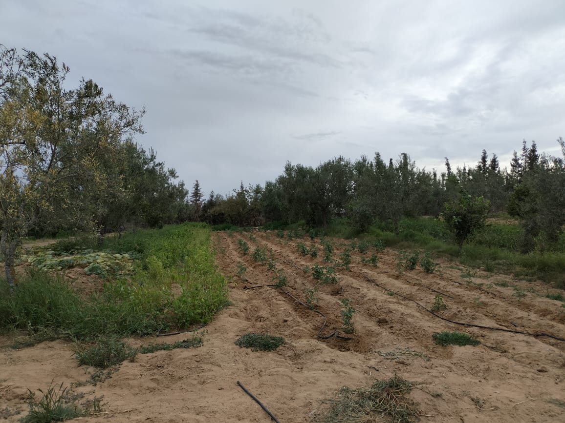 Vente Terrain KALAA-KEBIRA TUNISIE  