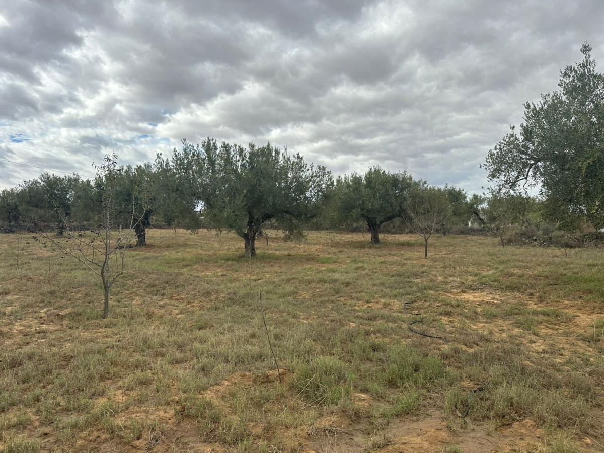 Vente&nbsp;Terrain&nbsp;KALAA-KEBIRA&nbsp;TUNISIE&nbsp;&nbsp;