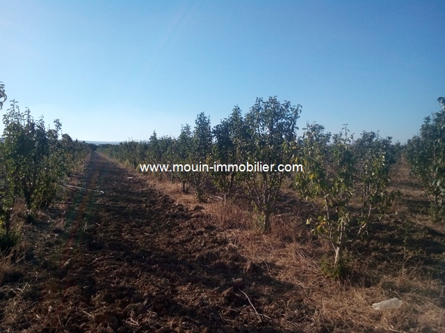 Vente&nbsp;Terrain&nbsp;LA MANOUBA&nbsp;TUNISIE&nbsp;&nbsp;