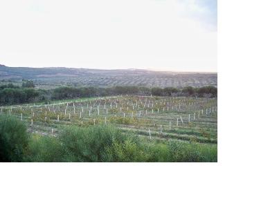 Vente&nbsp;Terrain&nbsp;LATRACH&nbsp;TUNISIE&nbsp;&nbsp;