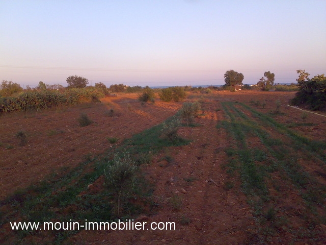 Vente&nbsp;Terrain&nbsp;MAAMOURA DHAROUFA&nbsp;TUNISIE&nbsp;&nbsp;