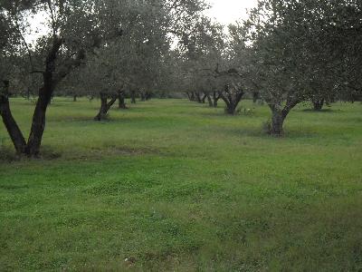Vente Terrain MORNAG TUNISIE  