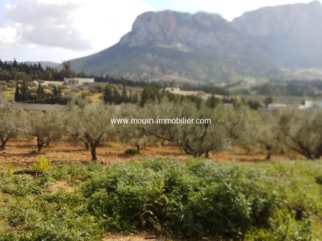 Vente Terrain MORNAG TUNISIE  