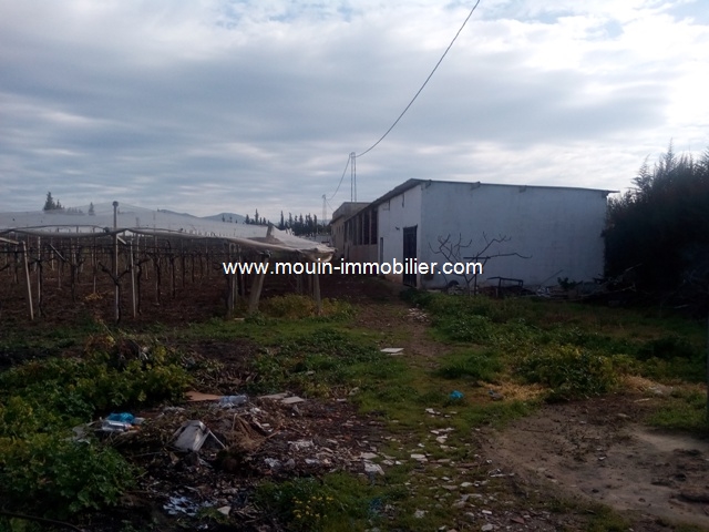 Vente Terrain MORNEG TUNISIE  