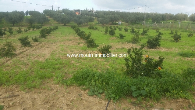 Vente Terrain MORNEG TUNISIE  