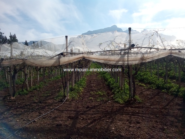 Vente&nbsp;Terrain&nbsp;MORNEG&nbsp;TUNISIE&nbsp;&nbsp;