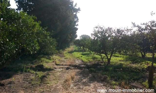 Vente&nbsp;Terrain&nbsp;NABEUL&nbsp;TUNISIE&nbsp;&nbsp;