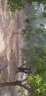 Vente&nbsp;Terrain&nbsp;NABEUL&nbsp;TUNISIE&nbsp;&nbsp;