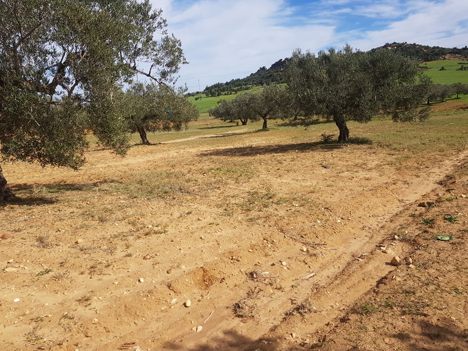 Vente&nbsp;Terrain&nbsp;NABEUL&nbsp;TUNISIE&nbsp;&nbsp;