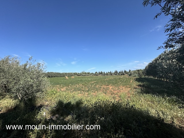 Vente&nbsp;Terrain&nbsp;NABEUL&nbsp;TUNISIE&nbsp;&nbsp;
