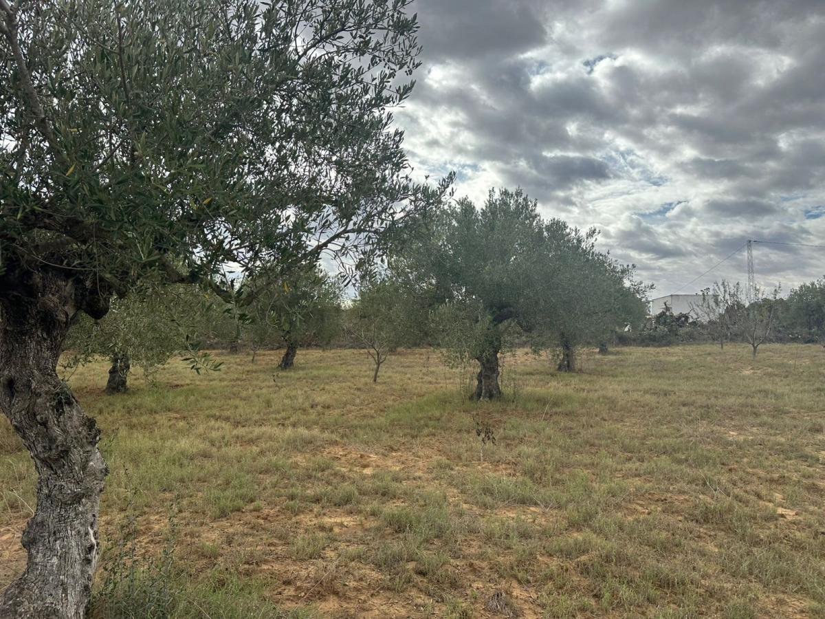 Vente&nbsp;Terrain&nbsp;SIDI BOUALI&nbsp;TUNISIE&nbsp;&nbsp;