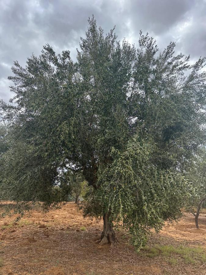 Vente Terrain SIDI BOUALI TUNISIE  